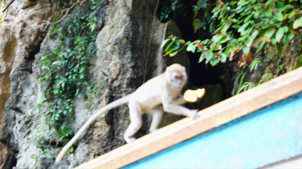 バトゥケイブの階段には猿がたくさん